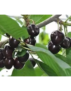 Confiture Duchesse Anne