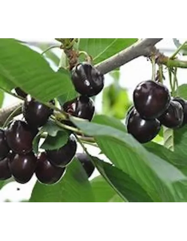 Confiture Duchesse Anne