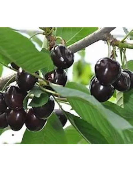 Confiture Duchesse Anne