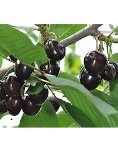 Confiture Duchesse Anne