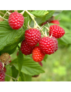 Confiture d\'abricots Vanille