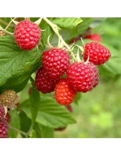 Confiture d\'abricots Vanille 2