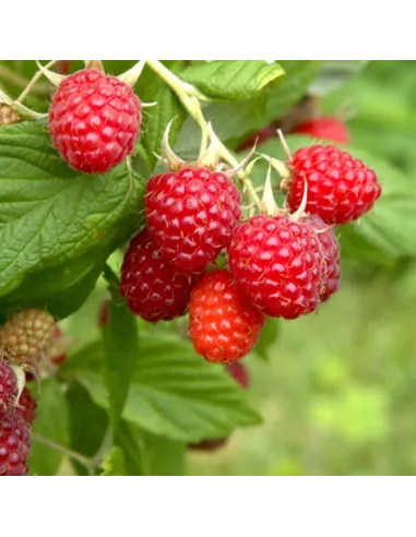 Confiture d\'abricots Vanille