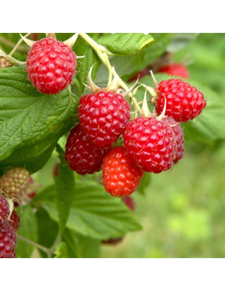 Confiture d\'abricots Vanille