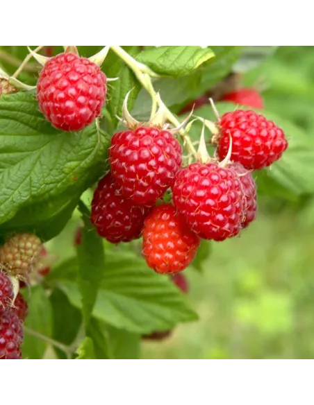 Confiture d\'abricots Vanille