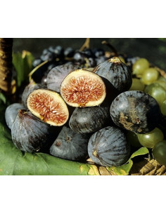 Confiture Duchesse Anne 2