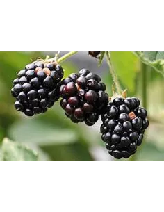 Confiture d\'abricots Vanille