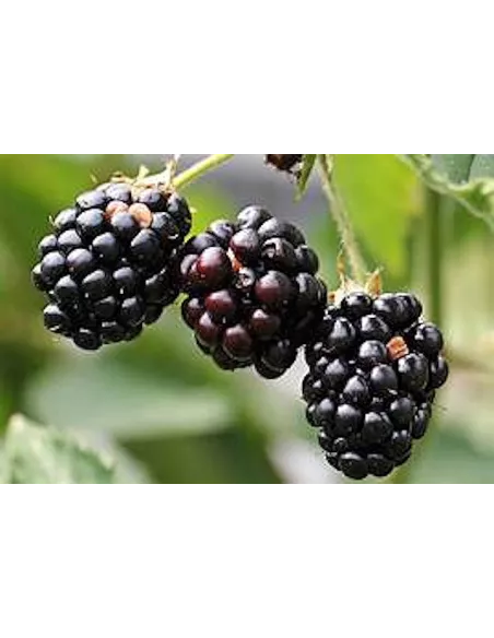 Confiture d\'abricots Vanille