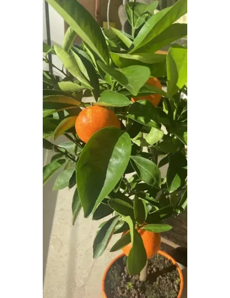 Orangette