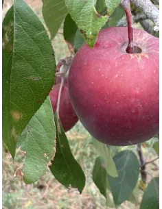 Confiture d\'orange 2