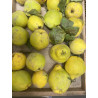 Confiture Reine claude