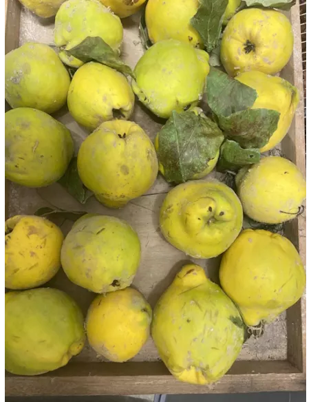 Confiture de citron Menton