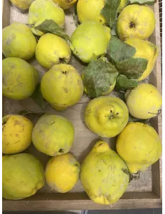 Confiture Reine claude 2