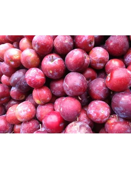 Confiture Duchesse Anne