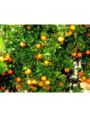 Confiture d\'abricots Vanille