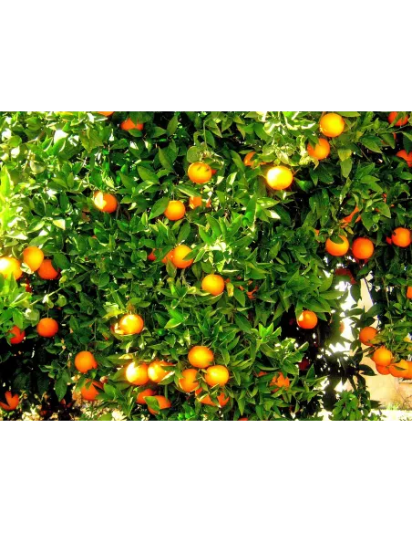 Confiture d\'abricots Vanille