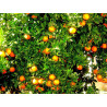 Confiture d\'abricots Vanille