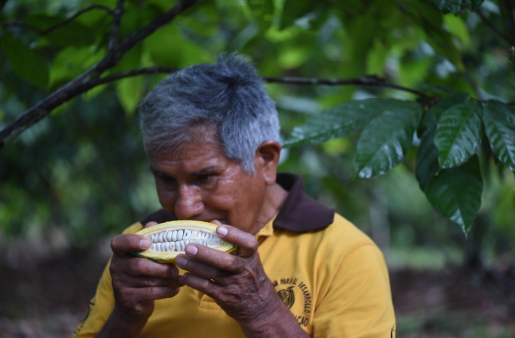 Agriculteur dégustant une cabosse de cacao fraîchement ouverte dans une plantation tropicale.