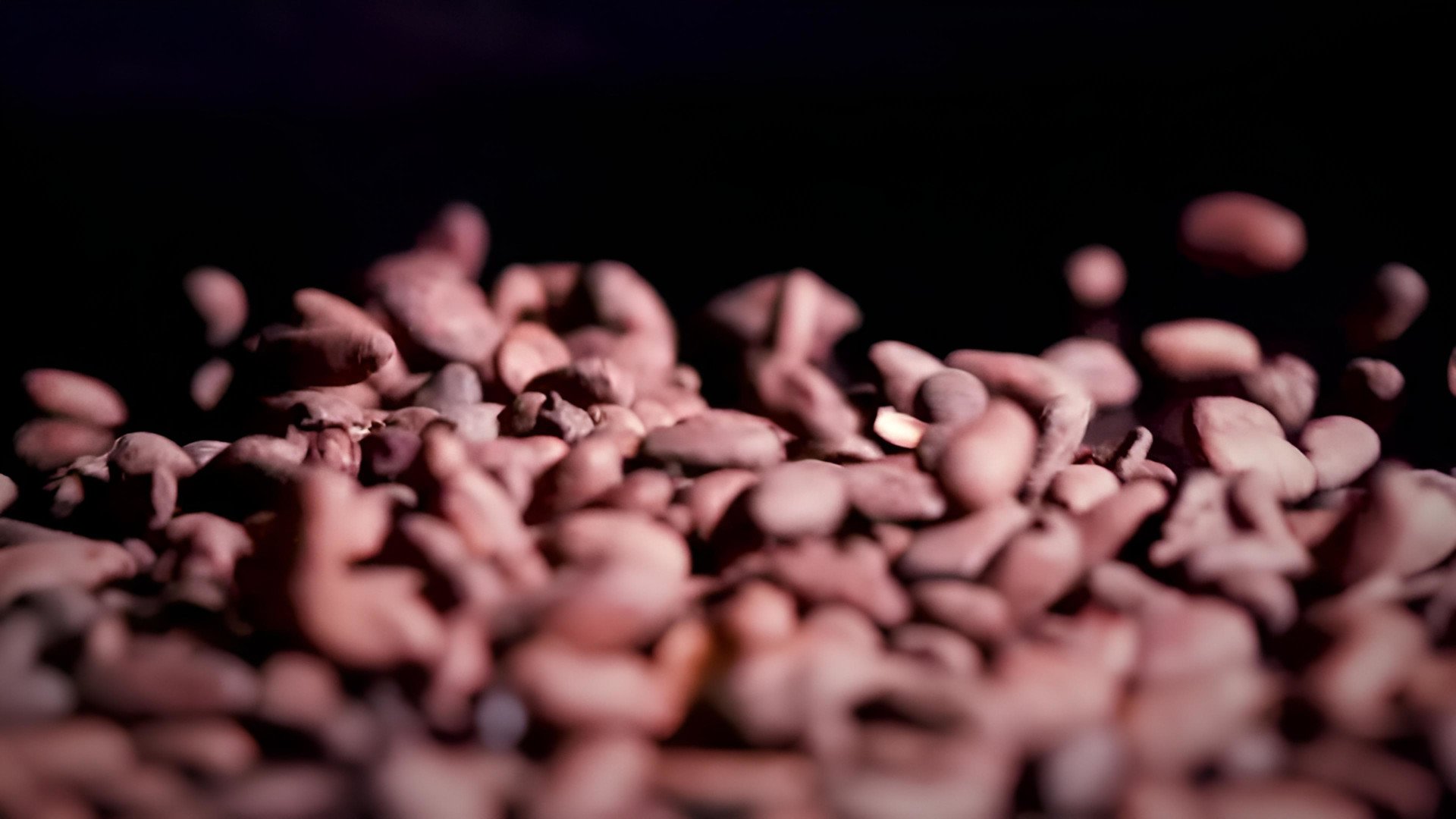 Grains de cacao bruns et noirs dans l’ombre, fond sombre, mise au point douce sur les amandes et paillettes de fèves.